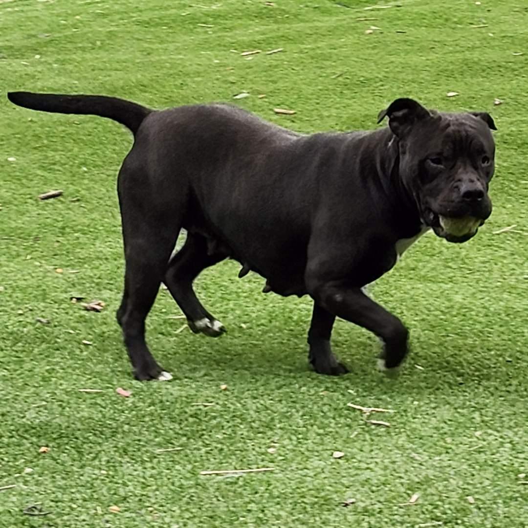 Enlarge Califa, a ADOPTABLE Pit Bull Terrier in Burbank, CA image 4/5