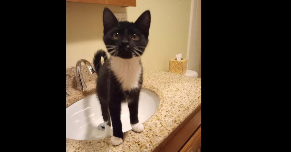 Enlarge Whisper, a Adoptable mixed breed in Olyphant, PA image 2/2