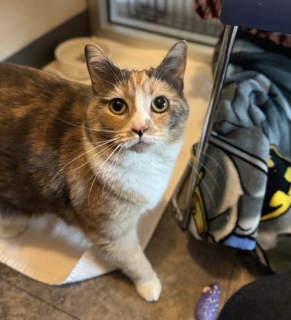 Enlarge Khallie, a ADOPTABLE Domestic Short Hair in Missoula, MT image 1/1