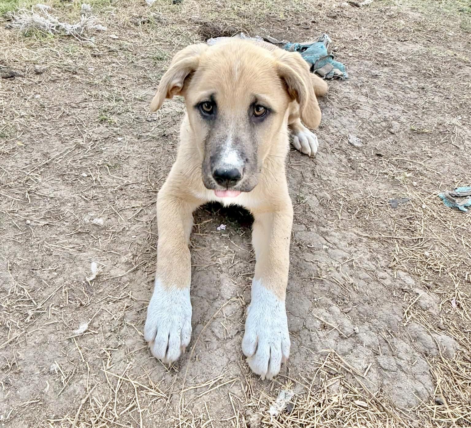 Enlarge Fluffle , a Adoptable Anatolian Shepherd in Waterford, CT image 4/6