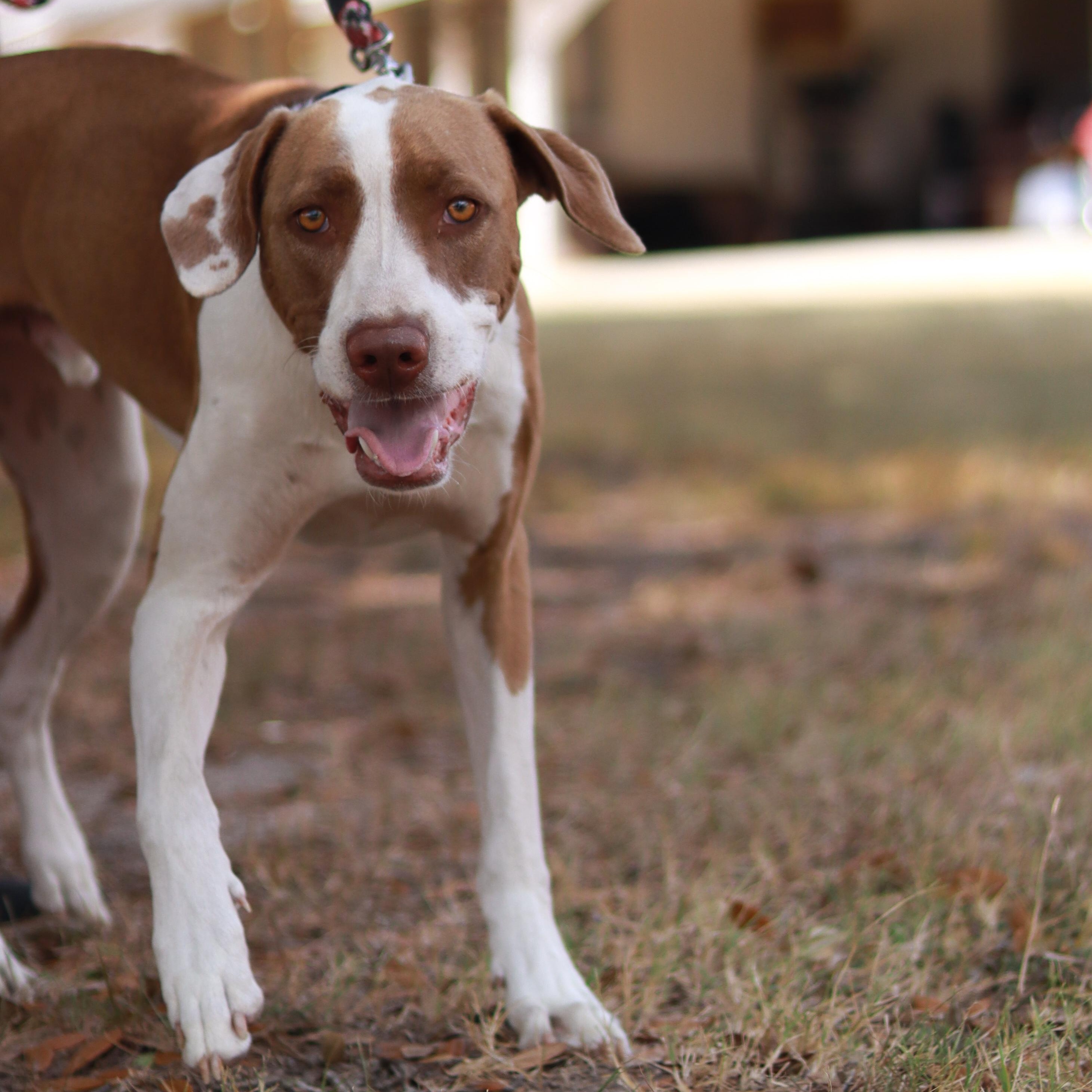 Tre, Adoptable, Adult Male Treeing Walker Coonhound.
