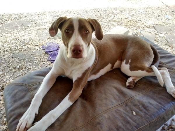 Tre, Young Male Treeing Walker Coonhound