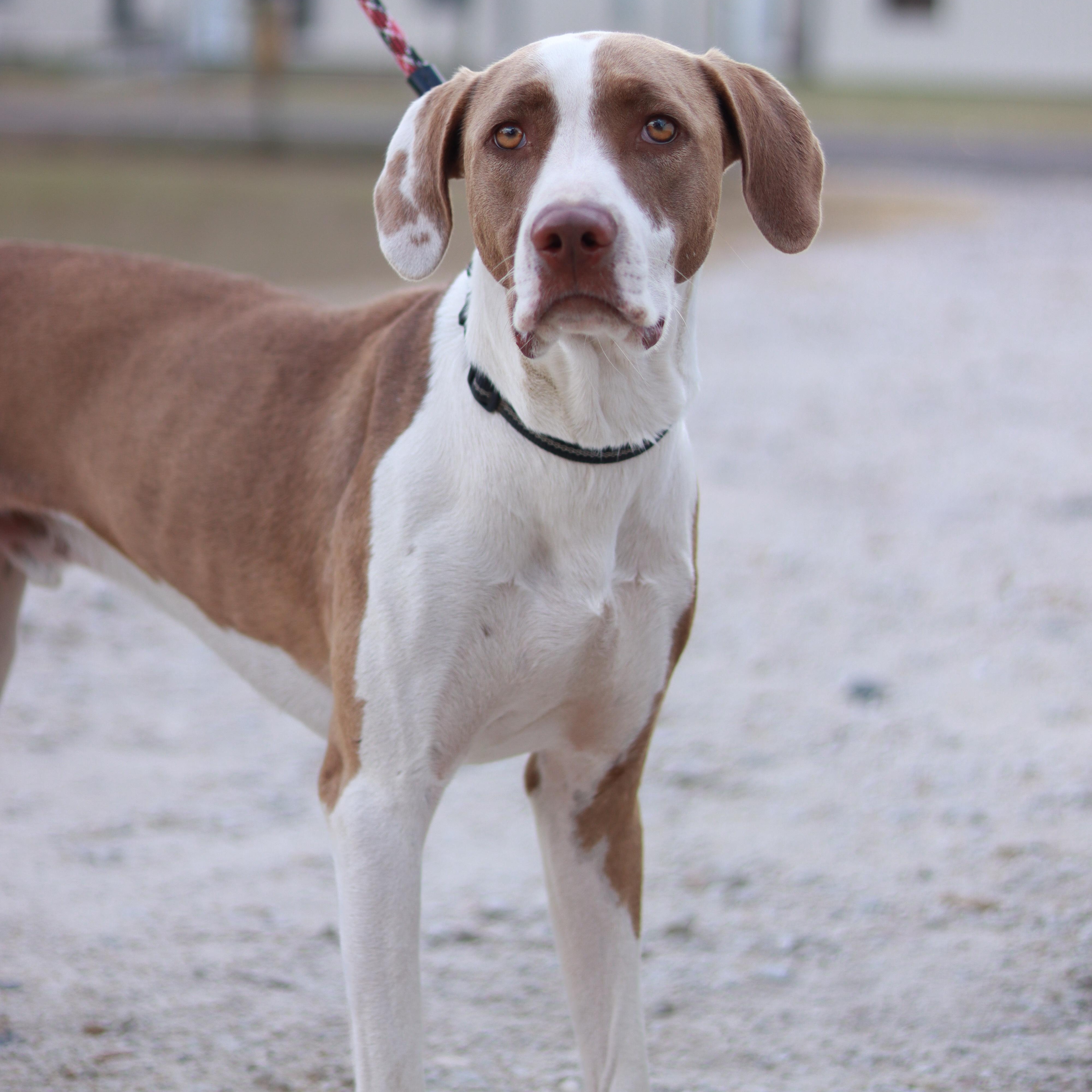 Tre, a Adoptable mixed breed in Bryan, TX image 4/4