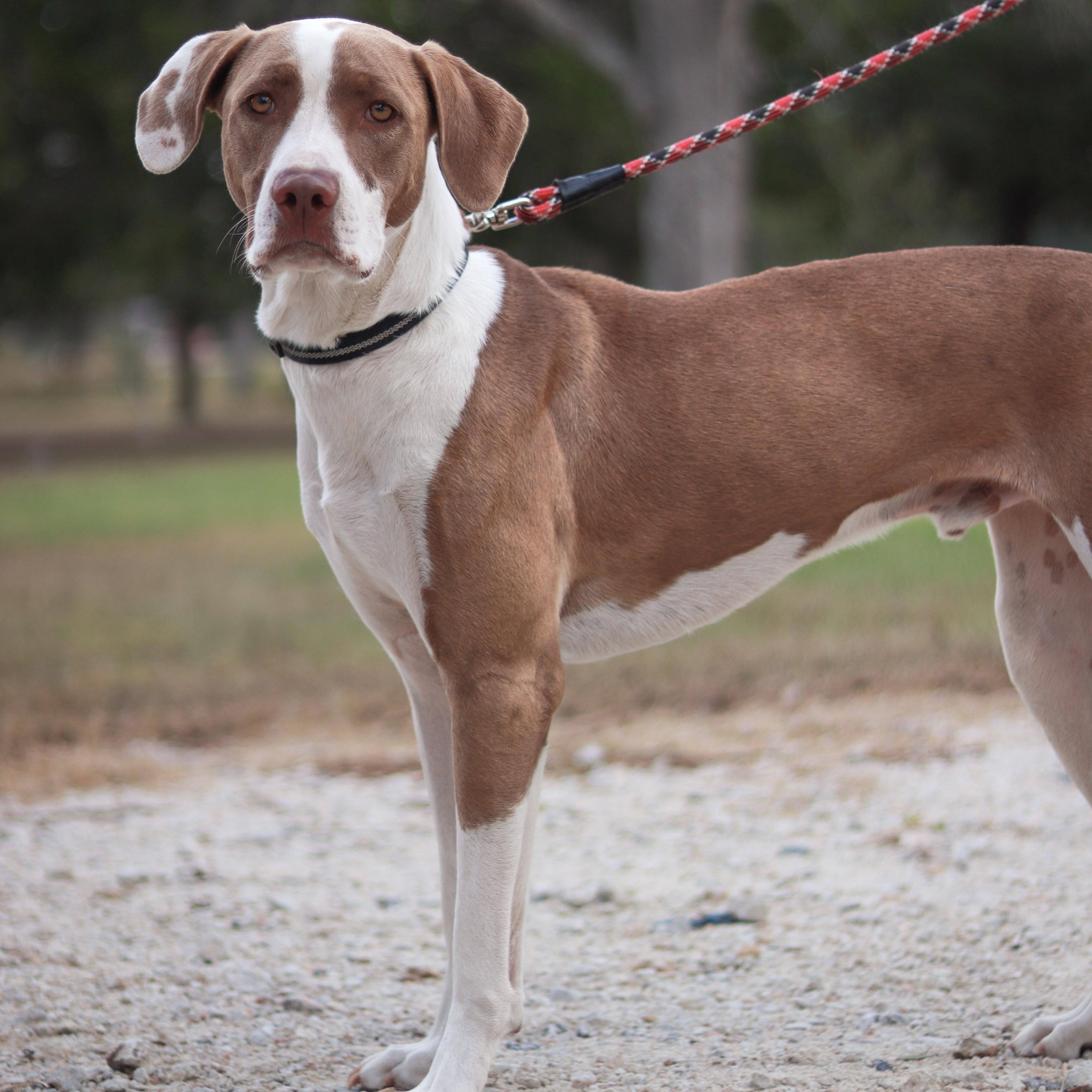 Tre, a Adoptable mixed breed in Bryan, TX image 3/4