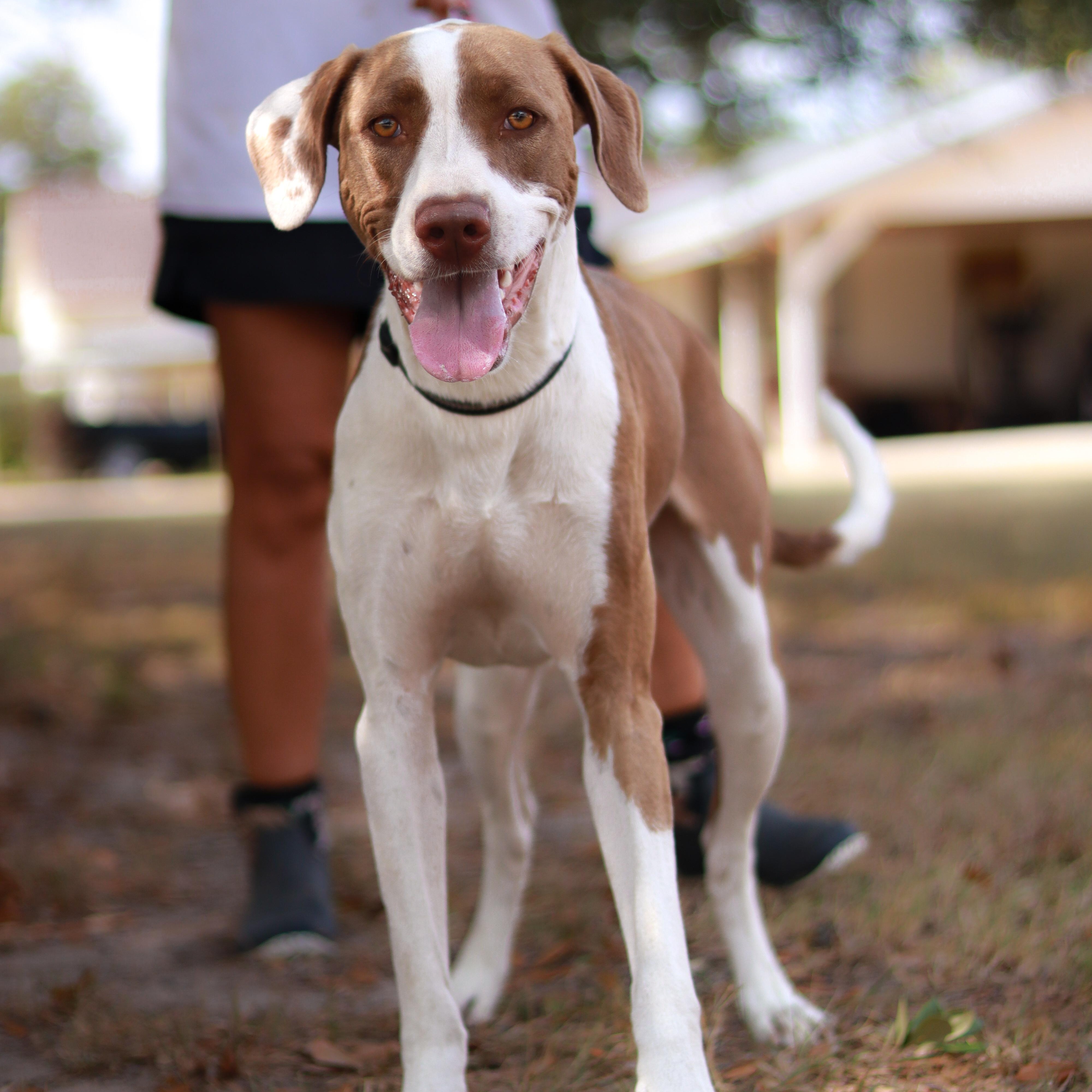 Tre, a Adoptable mixed breed in Bryan, TX image 2/4