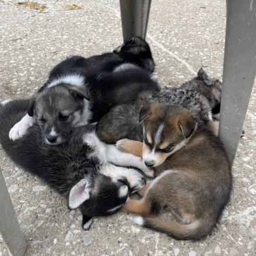 Jett, Adoptable, Puppy Male Siberian Husky.