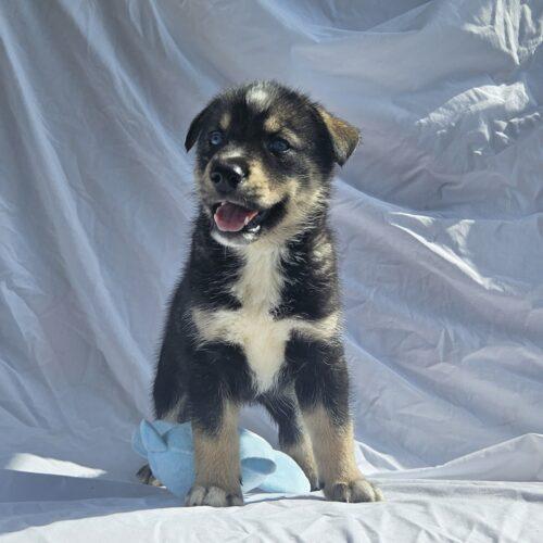 Jett, a Adoptable Siberian Husky in Kirksville, MO image 2/5