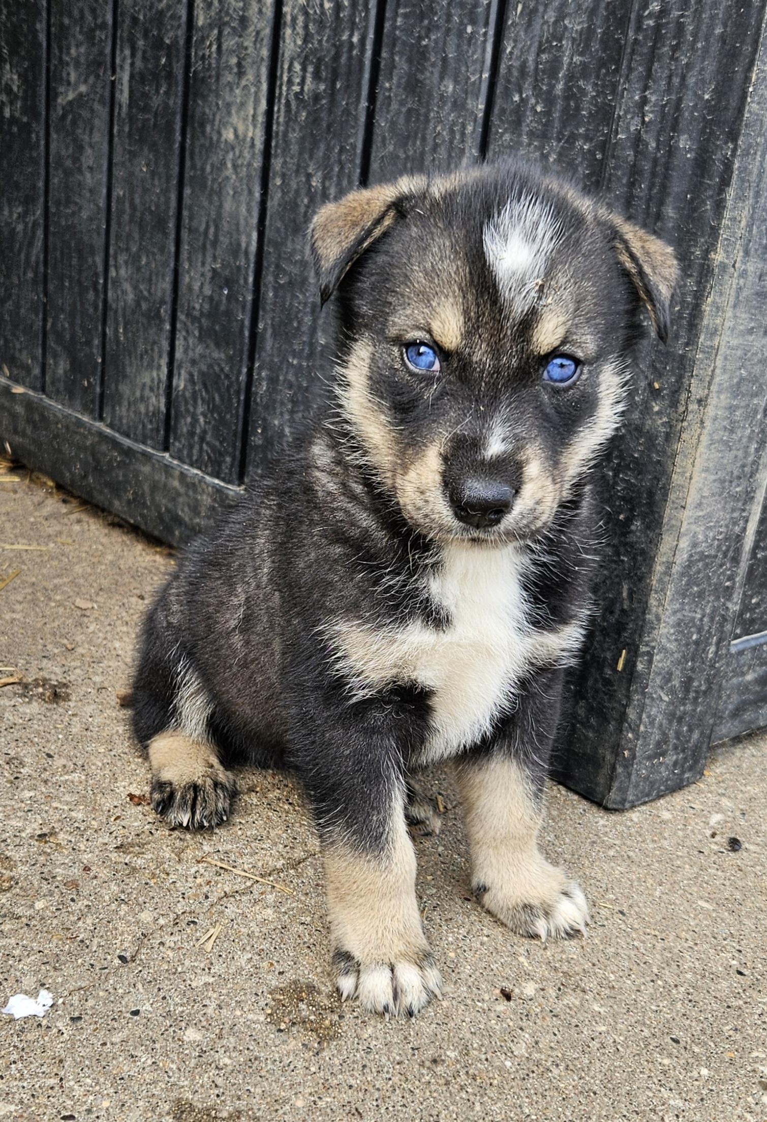 Jett, a Adoptable Siberian Husky in Kirksville, MO image 3/5