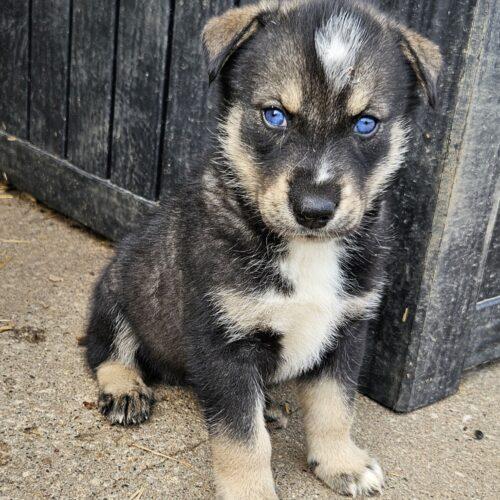 Jett, a Adoptable Siberian Husky in Kirksville, MO image 4/5