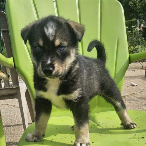 Jett, a Adoptable Siberian Husky in Kirksville, MO image 5/5