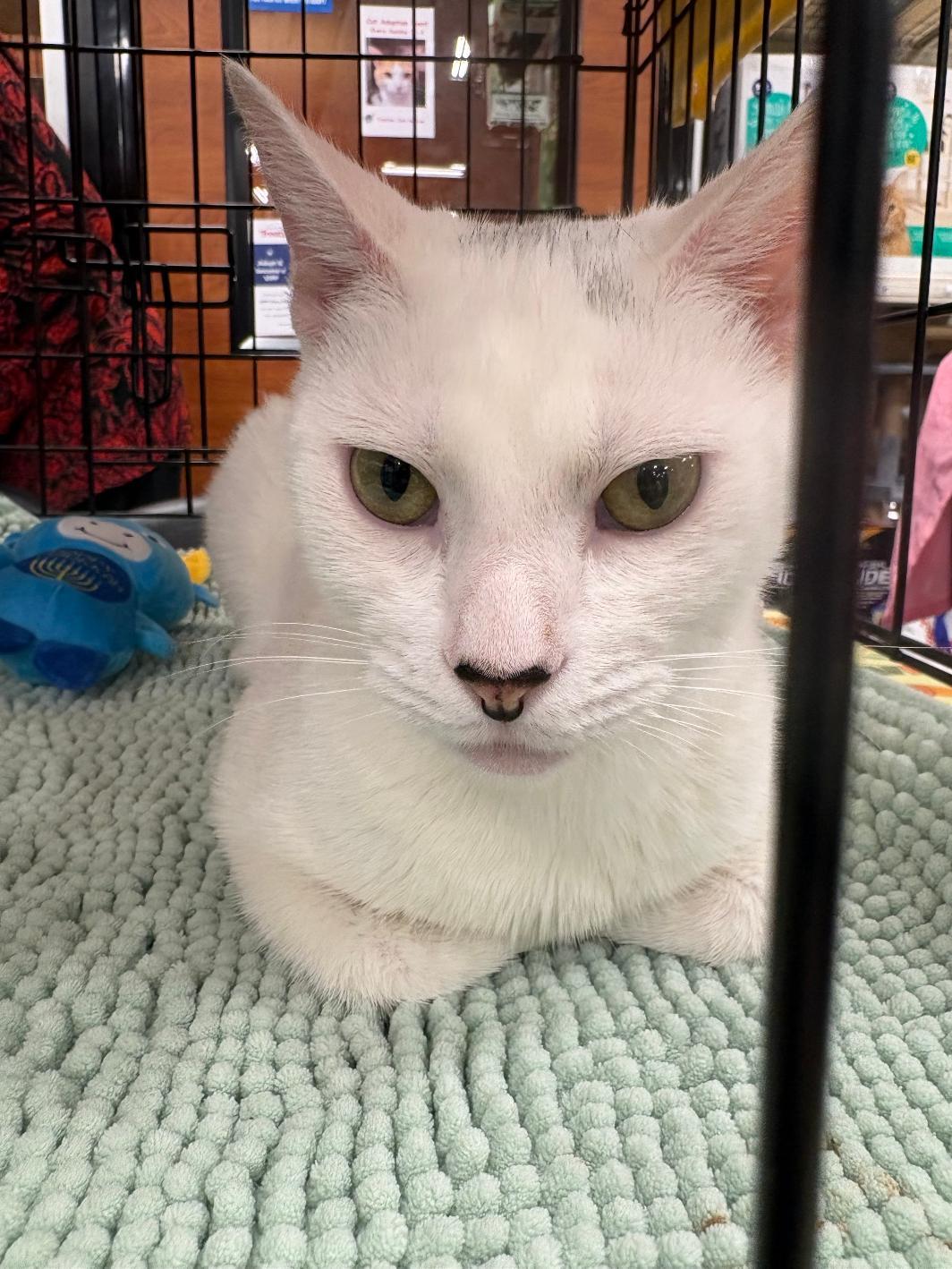 Olivia, Adoptable, Young Female Domestic Short Hair.