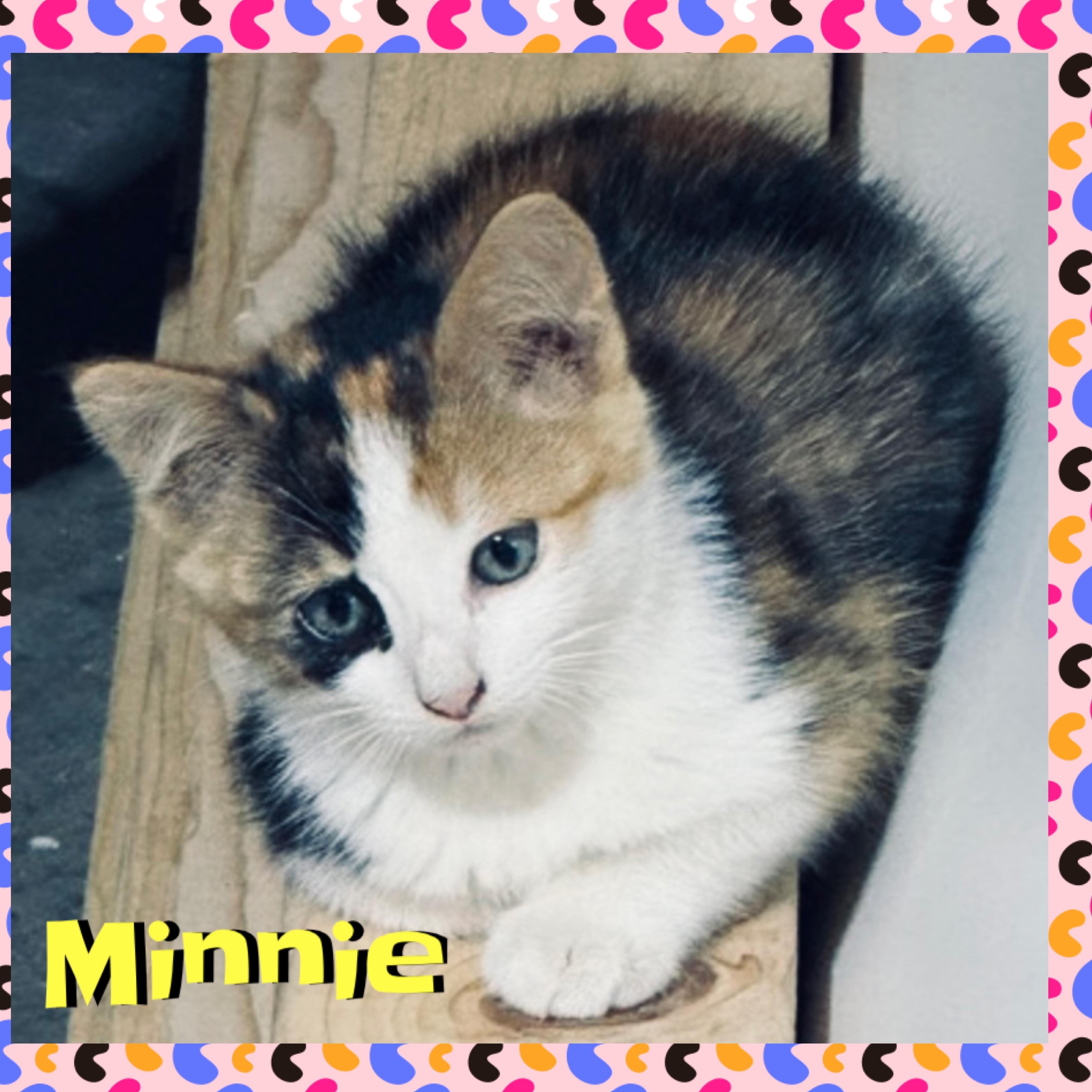 Minnie, a Adoptable mixed breed in Red Lodge, MT image 6/6