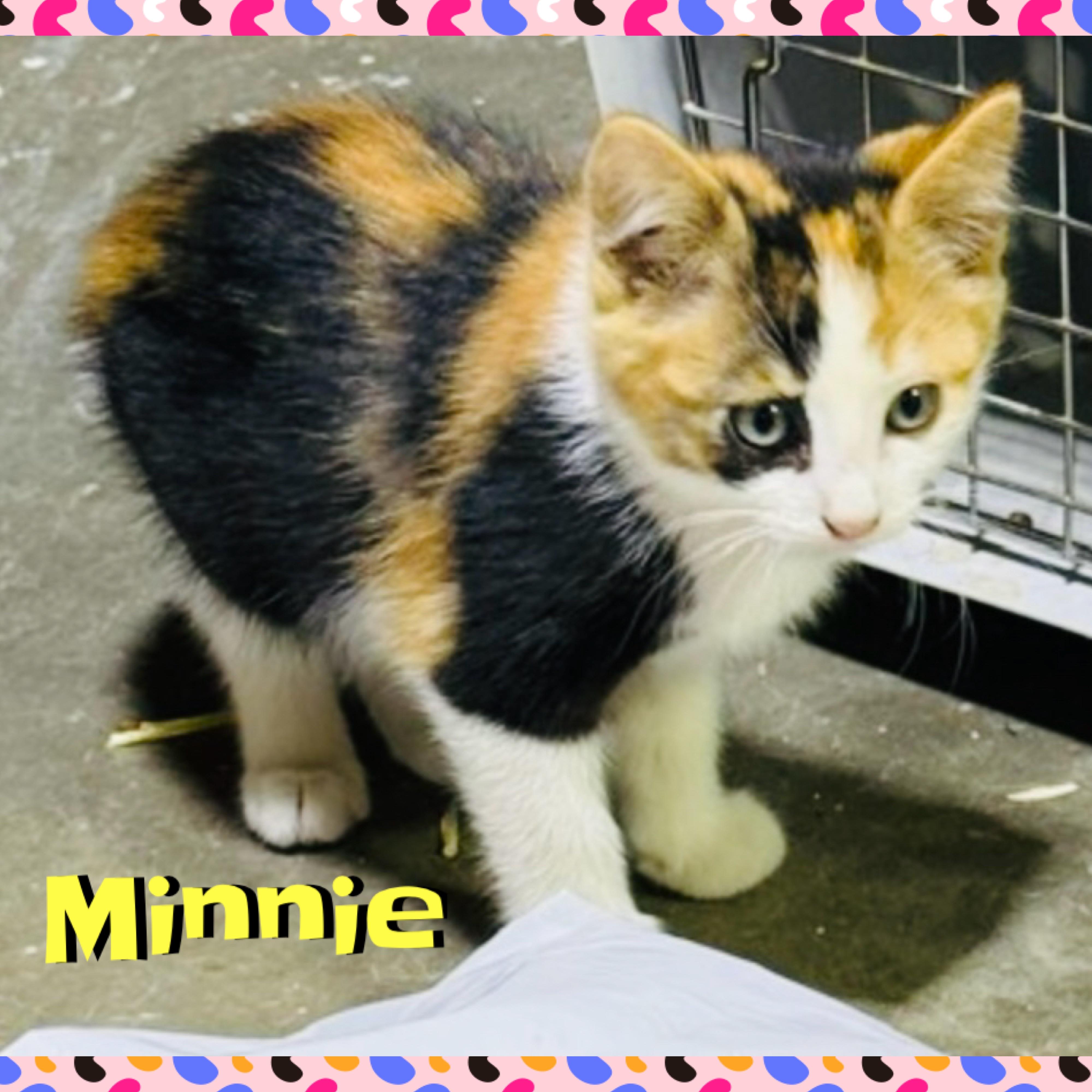 Minnie, Adoptable, Kitten Female Domestic Medium Hair.
