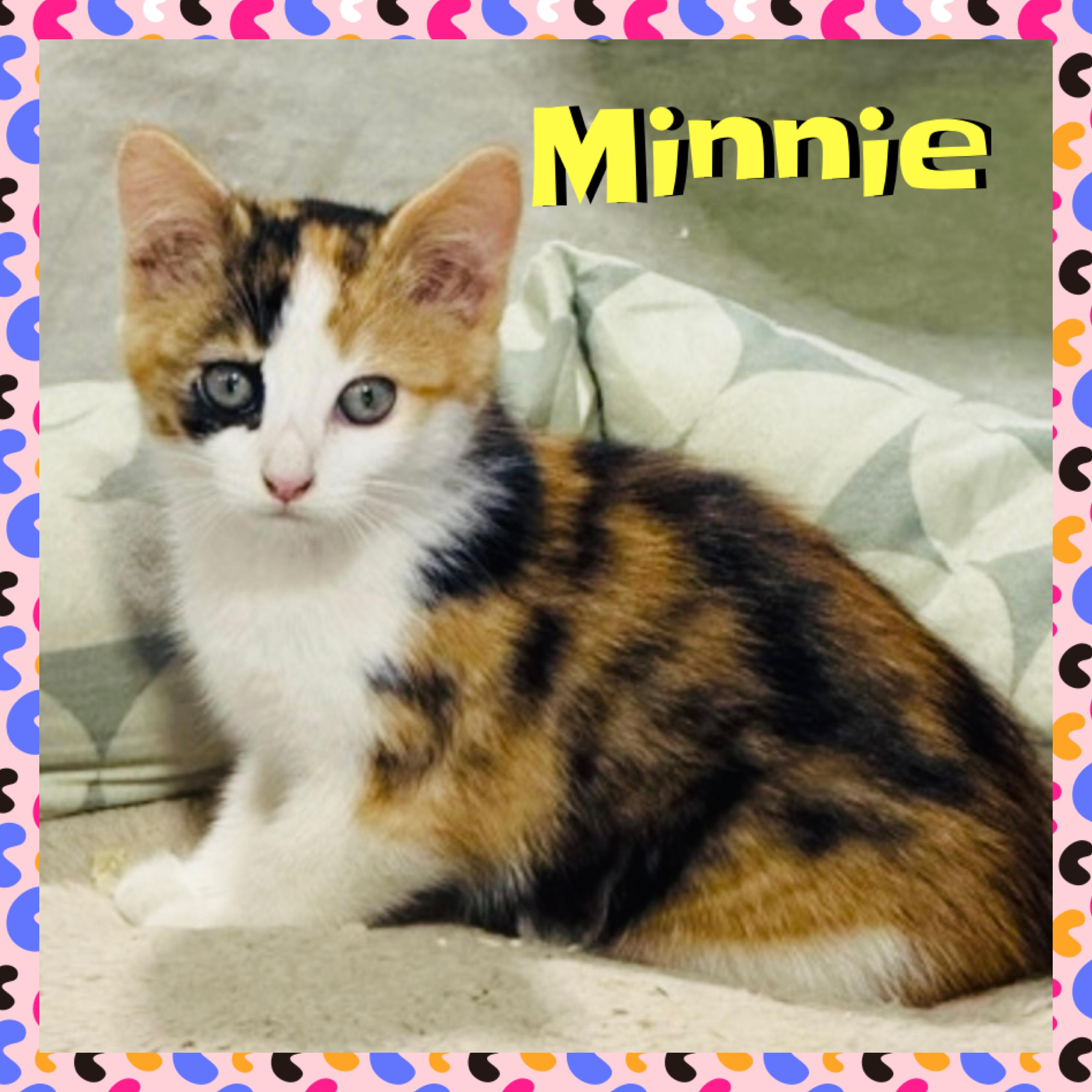 Minnie, a Adoptable mixed breed in Red Lodge, MT image 4/6