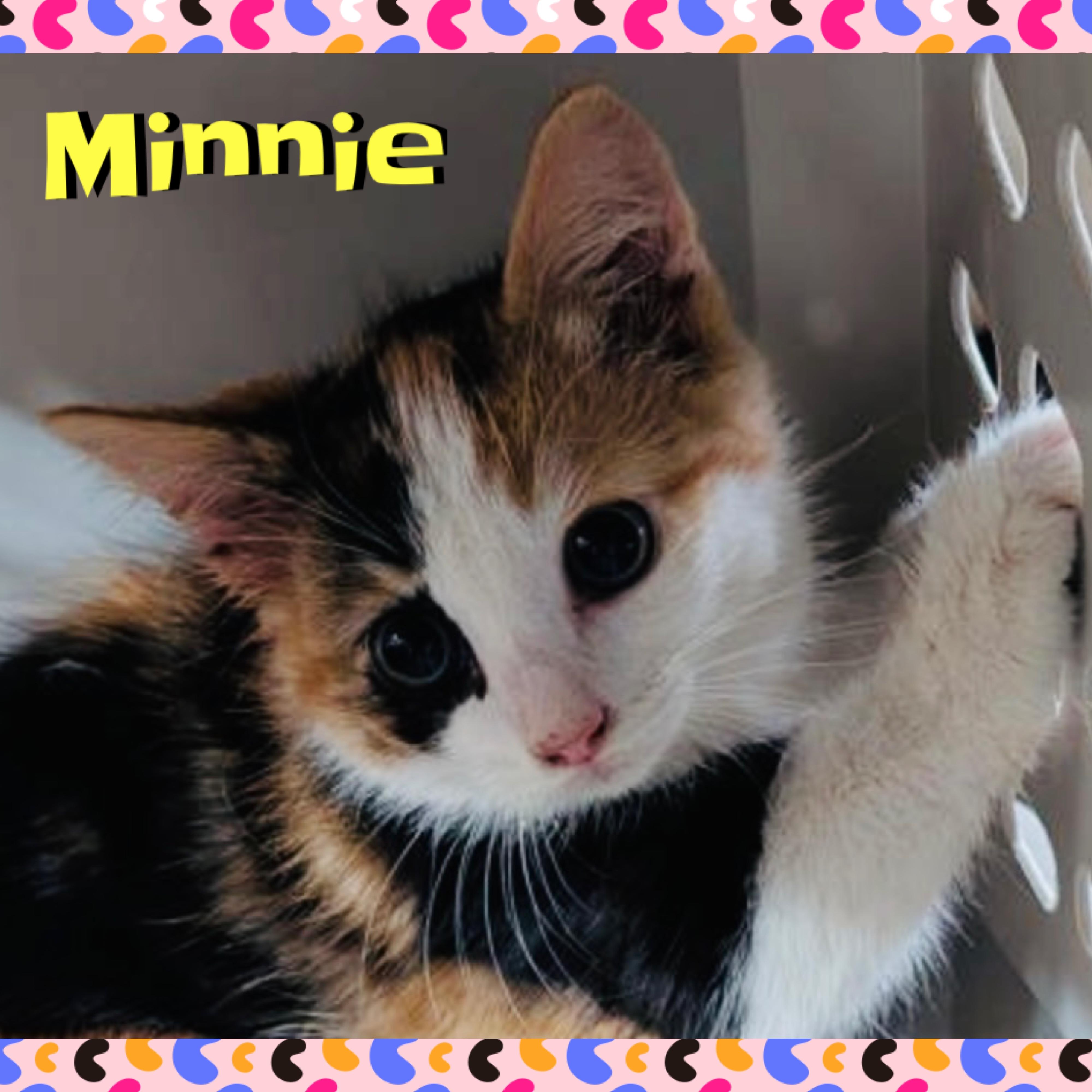 Minnie, a Adoptable mixed breed in Red Lodge, MT image 5/6