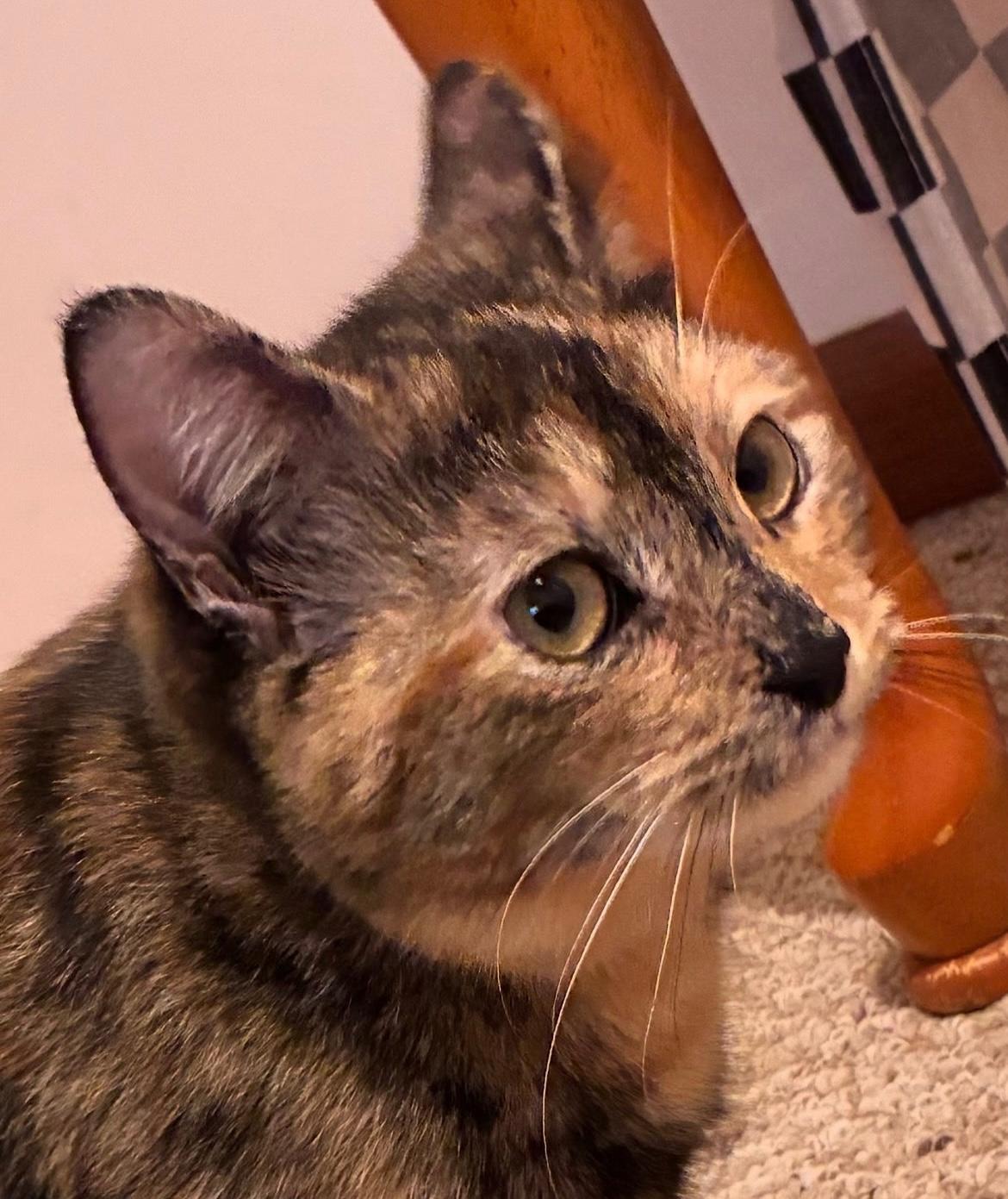 Jezebel “Jez” and Athena, a ADOPTABLE mixed breed in Latham, NY image 2/4