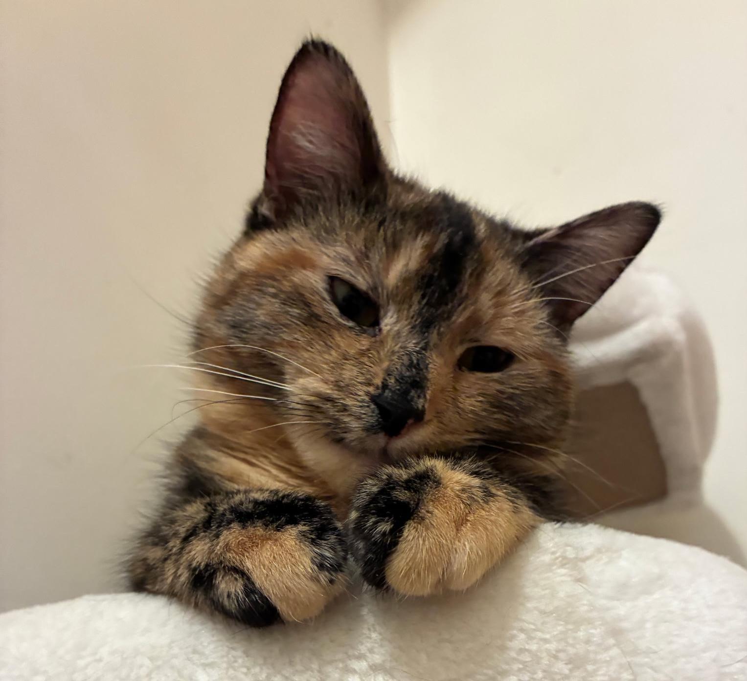 Jezebel “Jez” and Athena, ADOPTABLE, Kitten Female Domestic Short Hair.