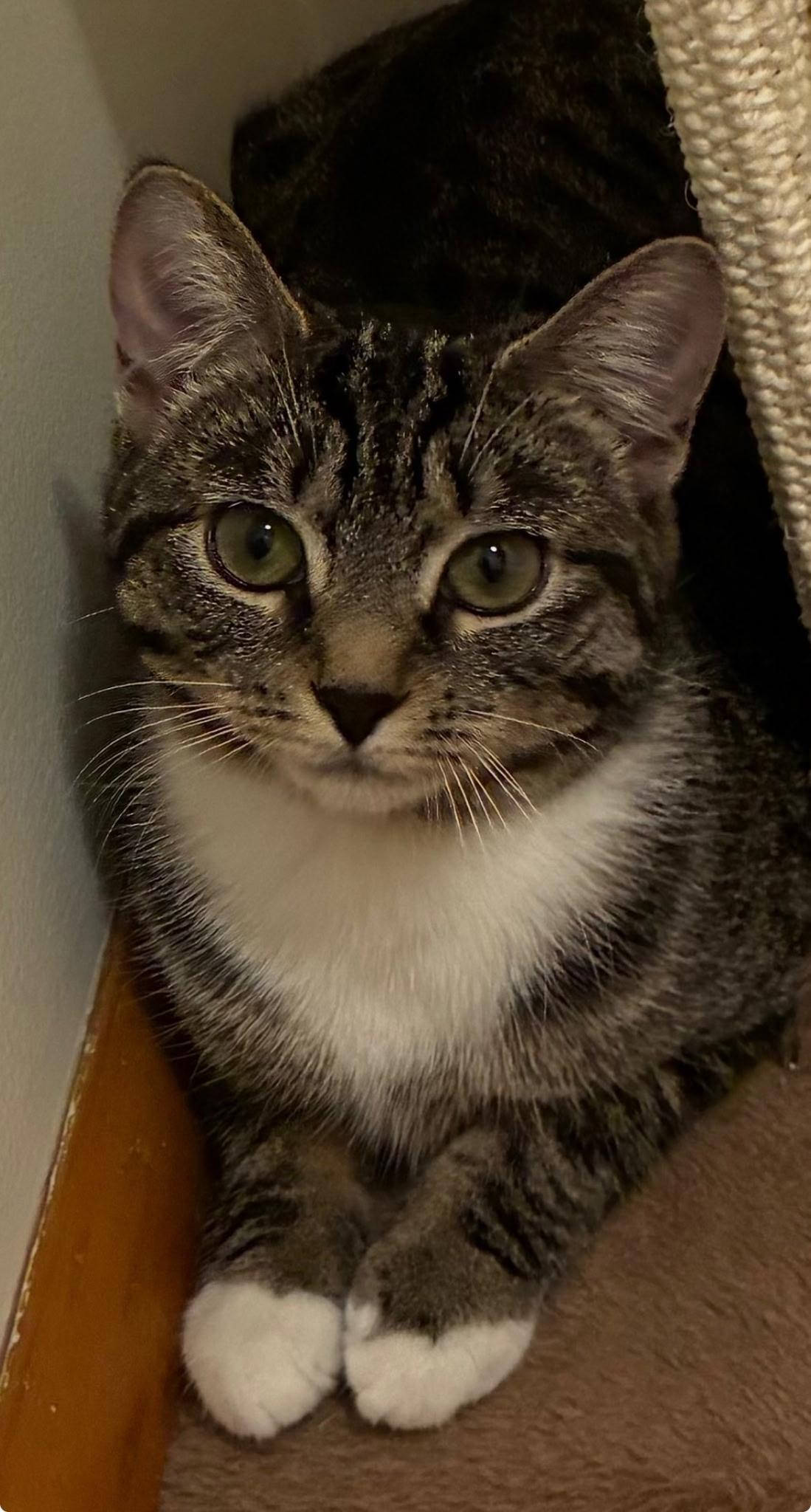 Jezebel “Jez” and Athena, a ADOPTABLE mixed breed in Latham, NY image 4/4