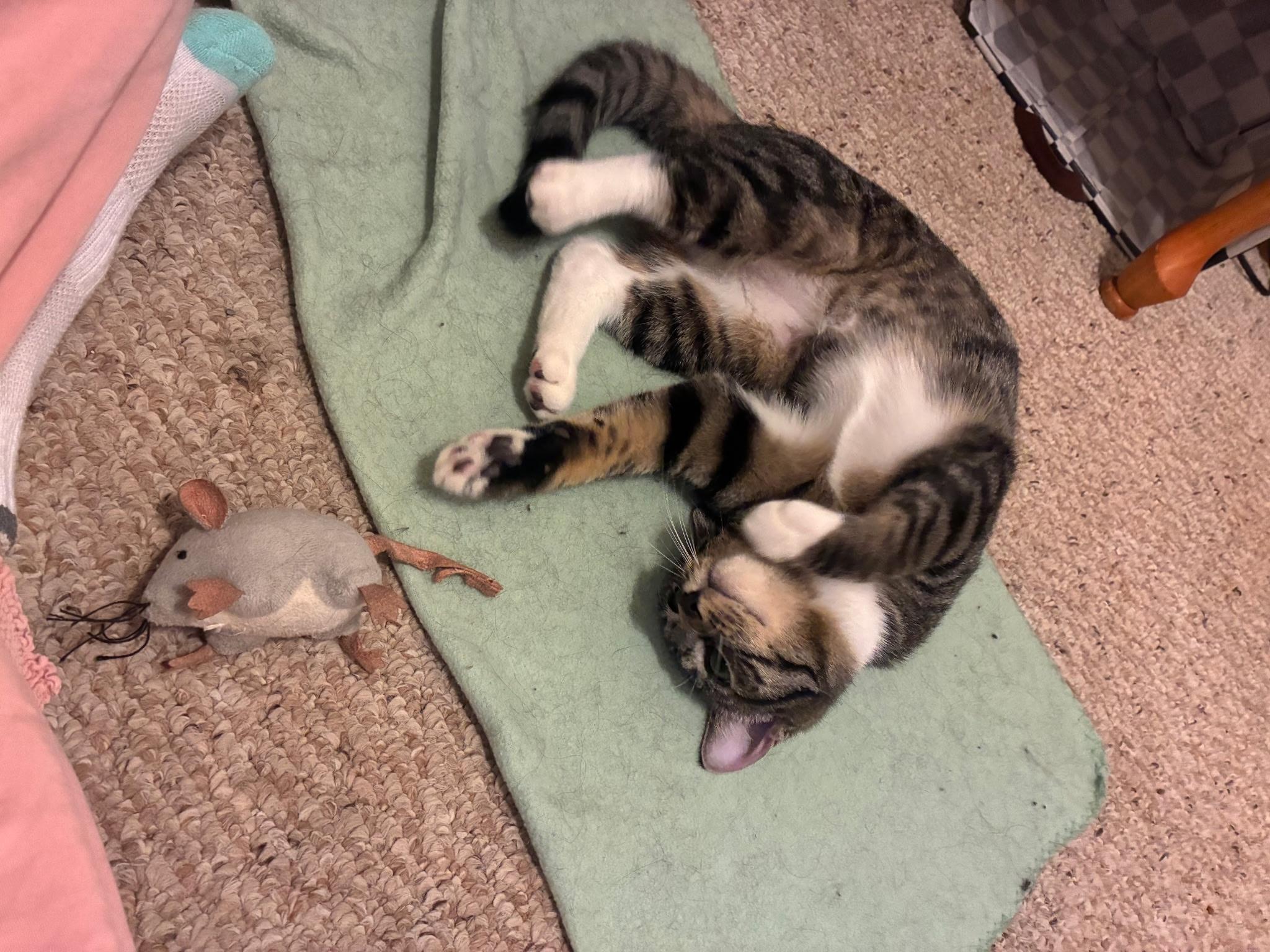 Jezebel “Jez” and Athena, a ADOPTABLE mixed breed in Latham, NY image 3/4