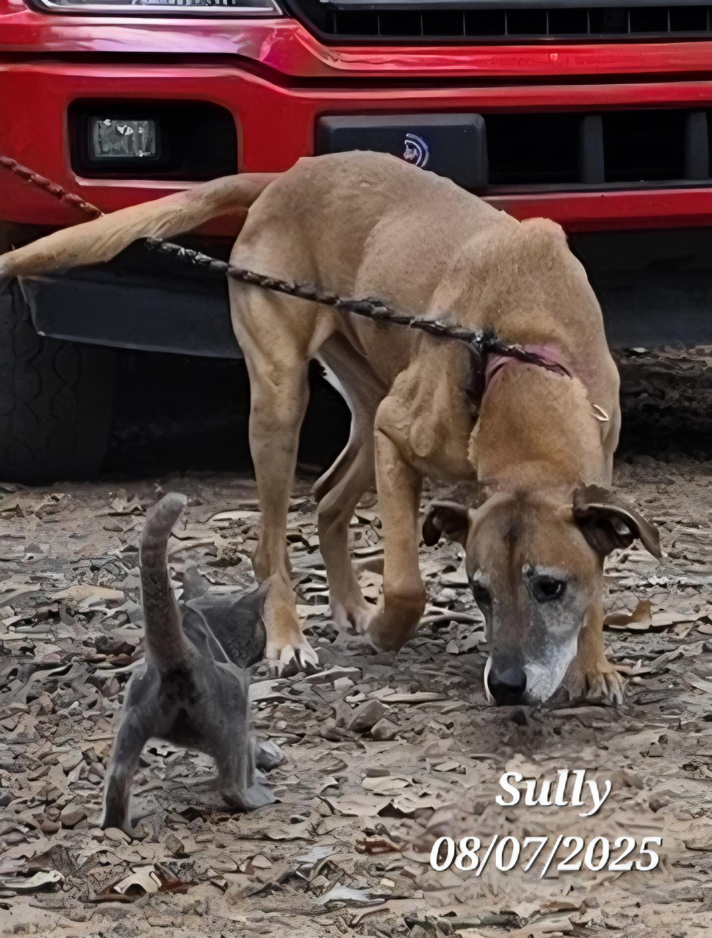 Sully the family man, Adoptable, Adult Male Azawakh & Hound.