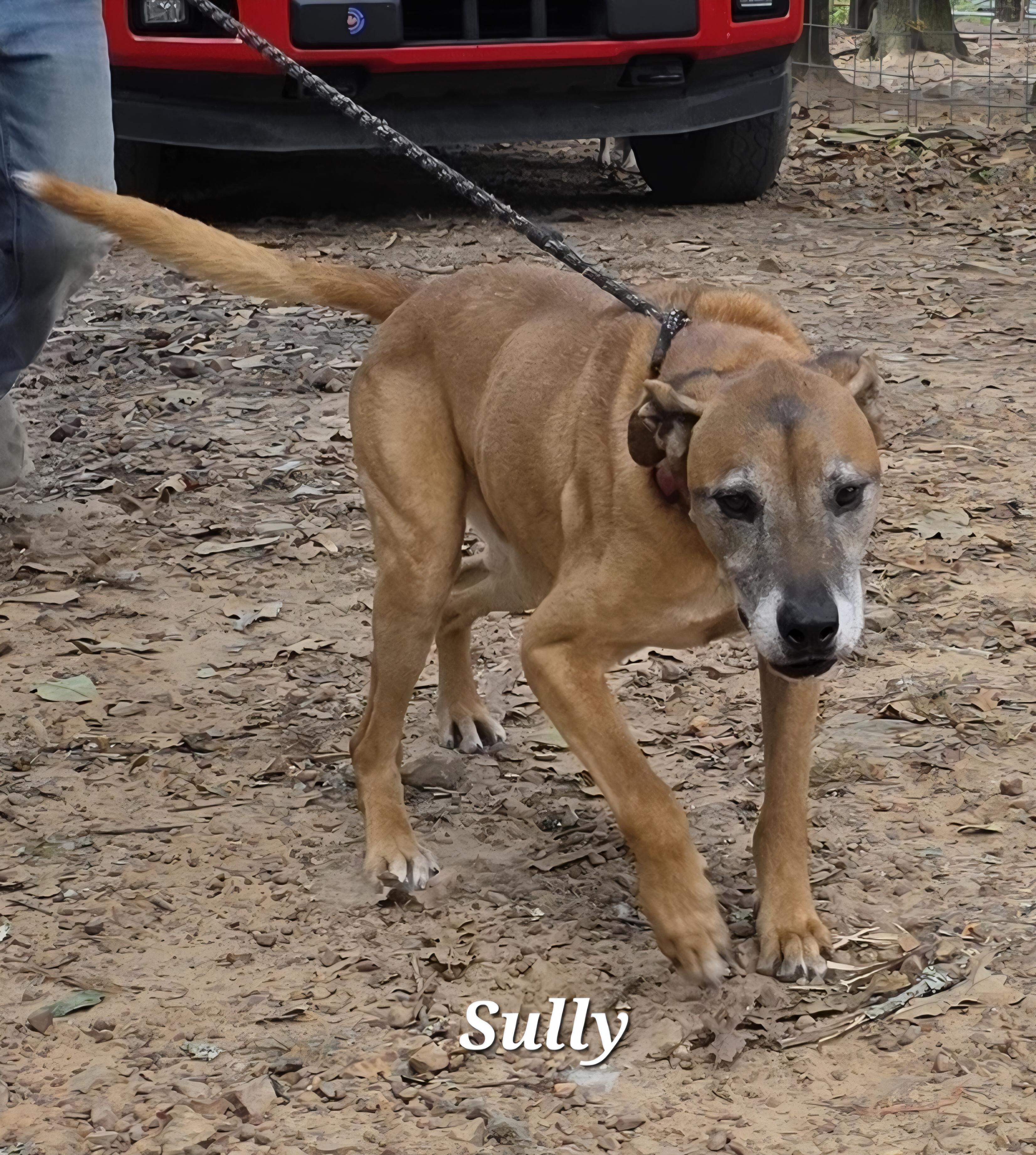 Sully the family man, a Adoptable mixed breed in Warren, RI image 2/6
