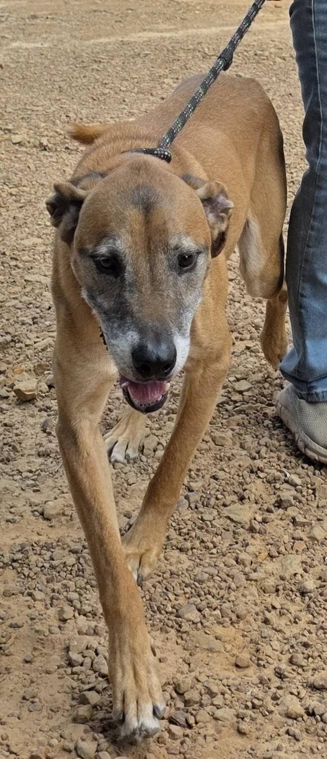 Sully the family man, a Adoptable mixed breed in Warren, RI image 3/6