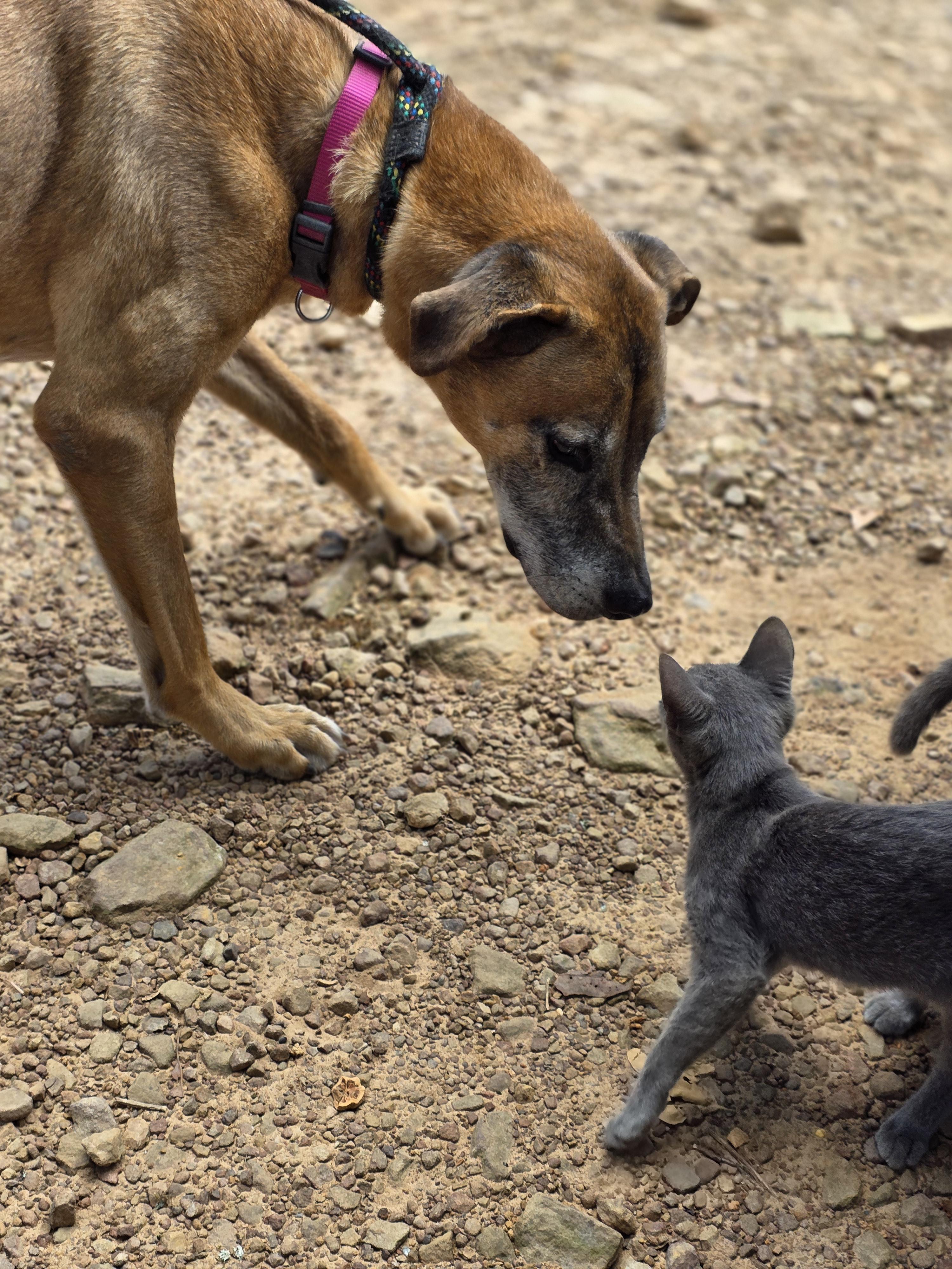 Sully the family man, a Adoptable mixed breed in Warren, RI image 4/6