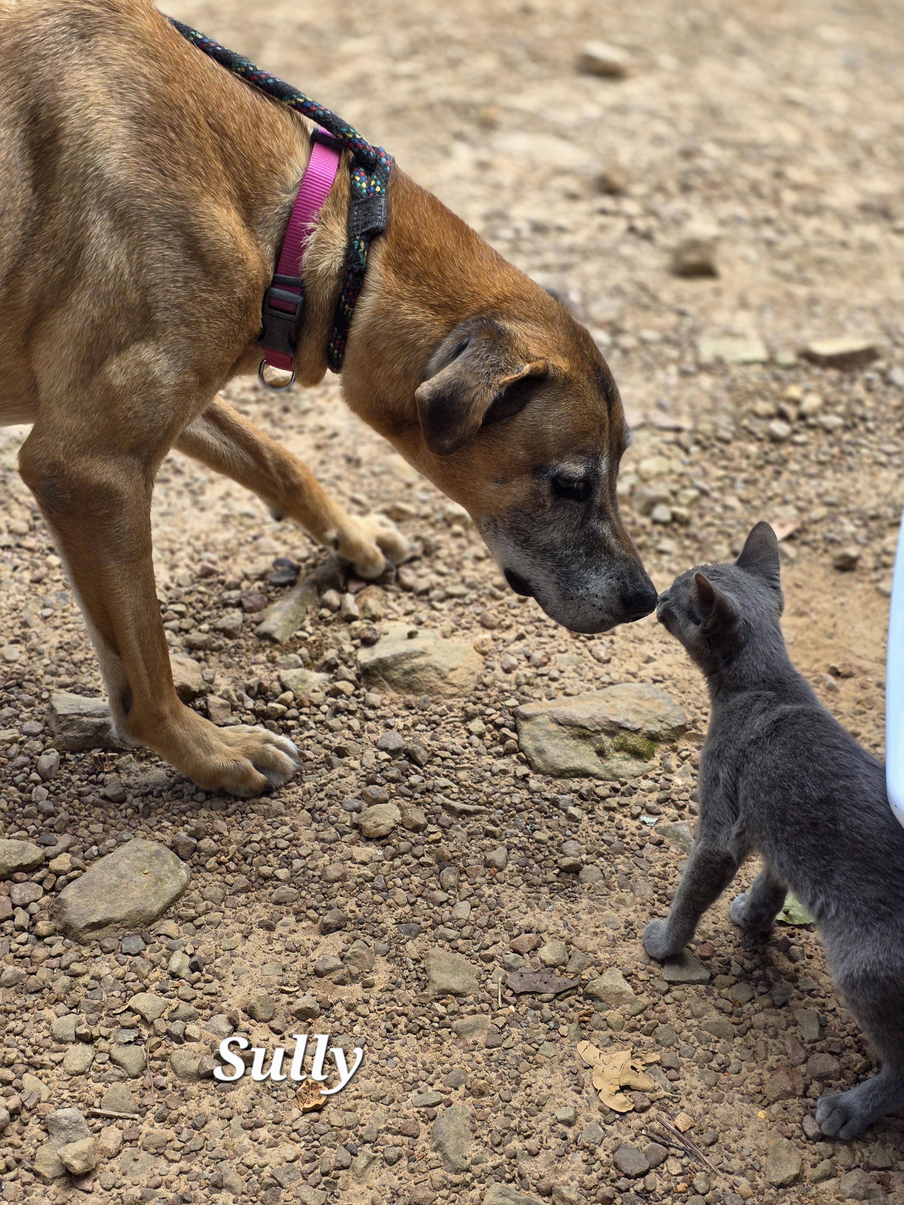 Sully the family man, a Adoptable mixed breed in Warren, RI image 5/6