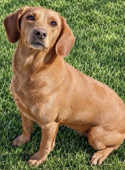 Enlarge Oakley, a Adoptable mixed breed in Twin Falls, ID image 1/2