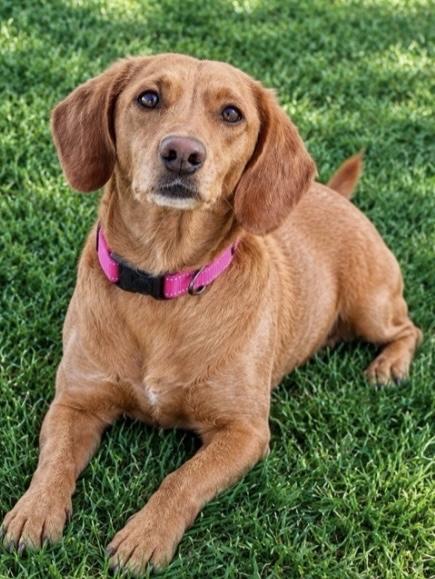 Enlarge Oakley, a Adoptable mixed breed in Twin Falls, ID image 2/2