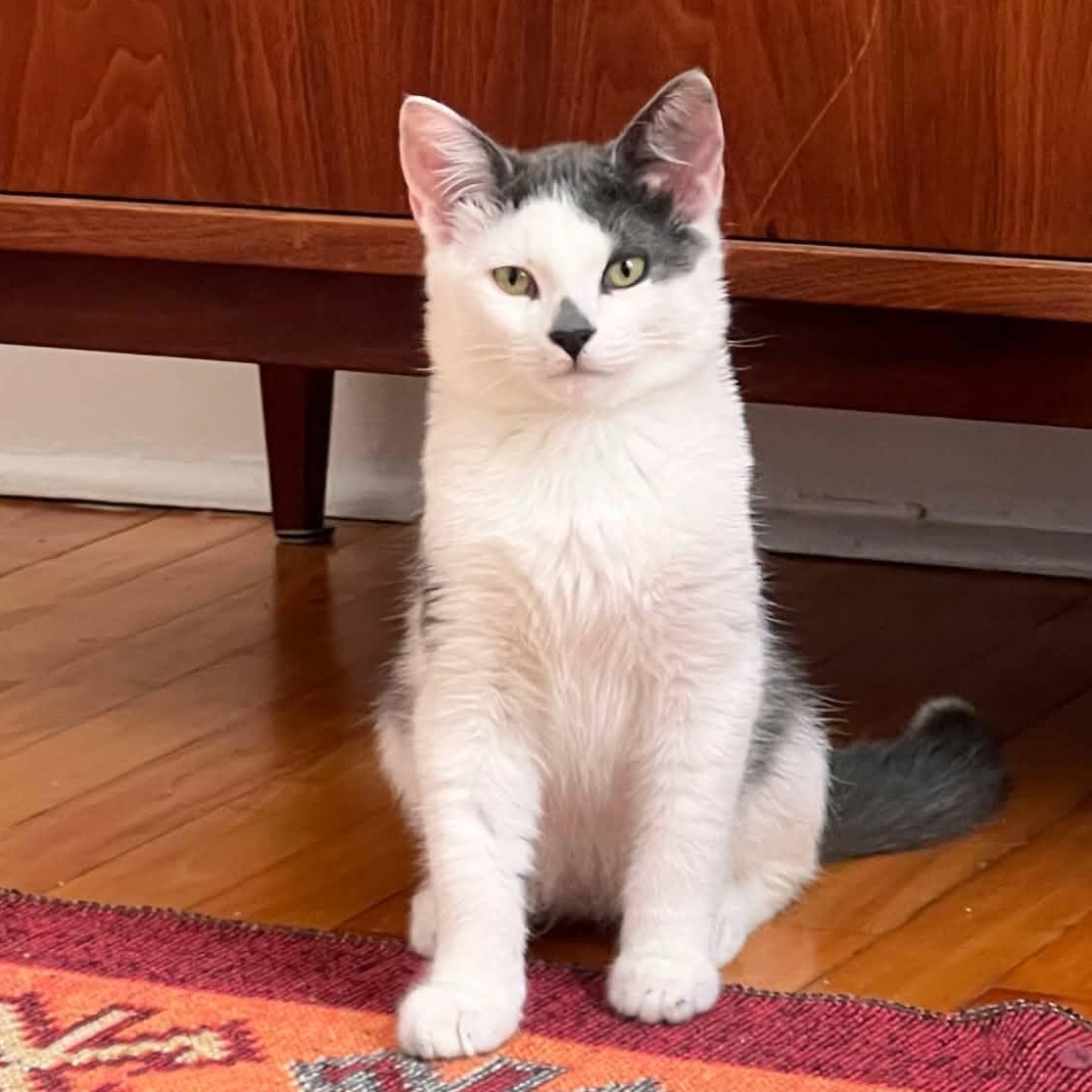 Horatio, Adopted, Kitten Male Domestic Short Hair.