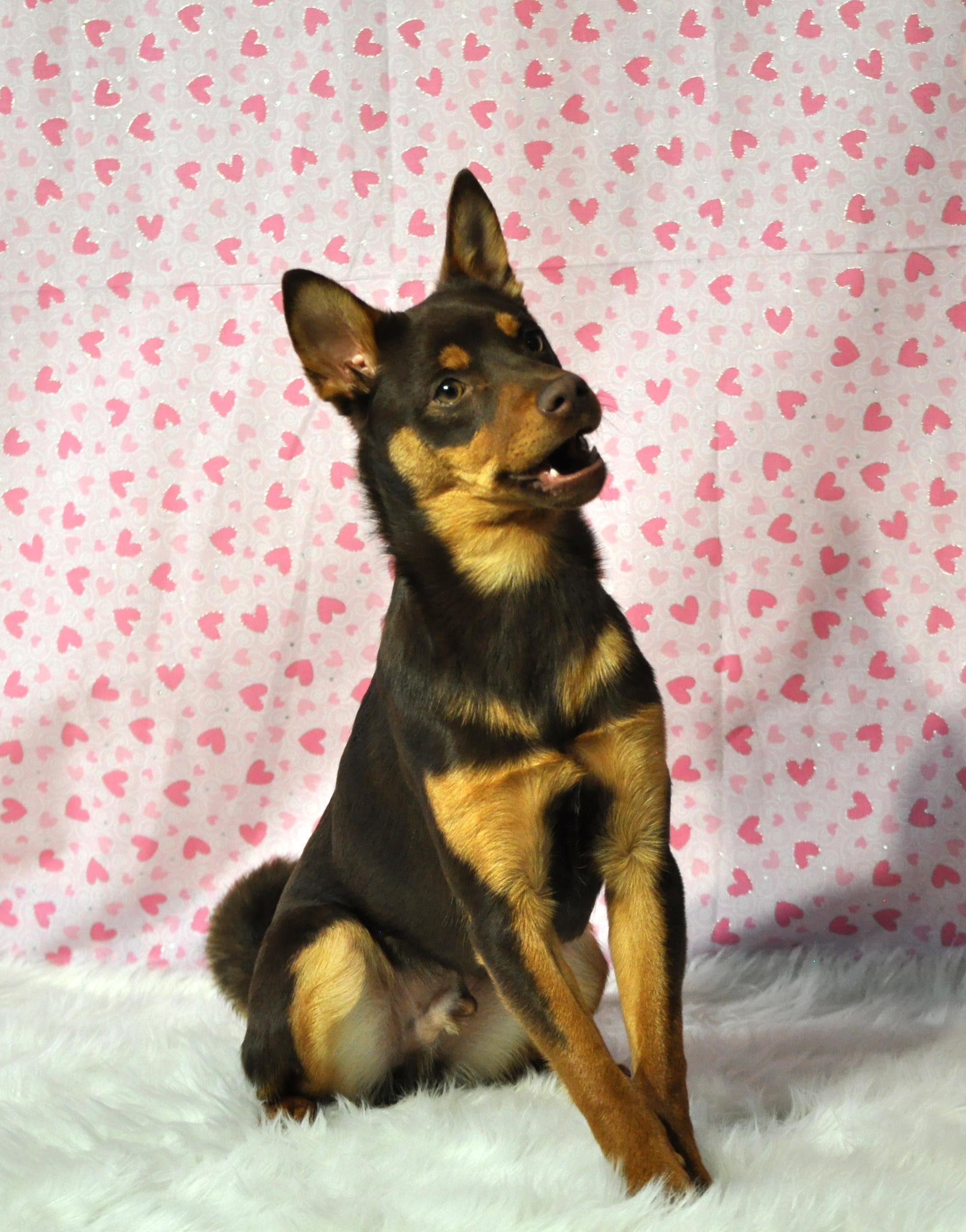 Mookie - Adoption Pending
