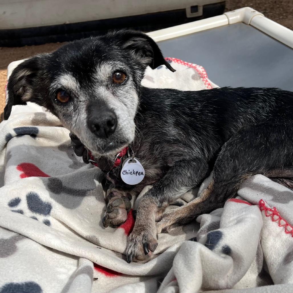 Chickpea — thumbnail 2