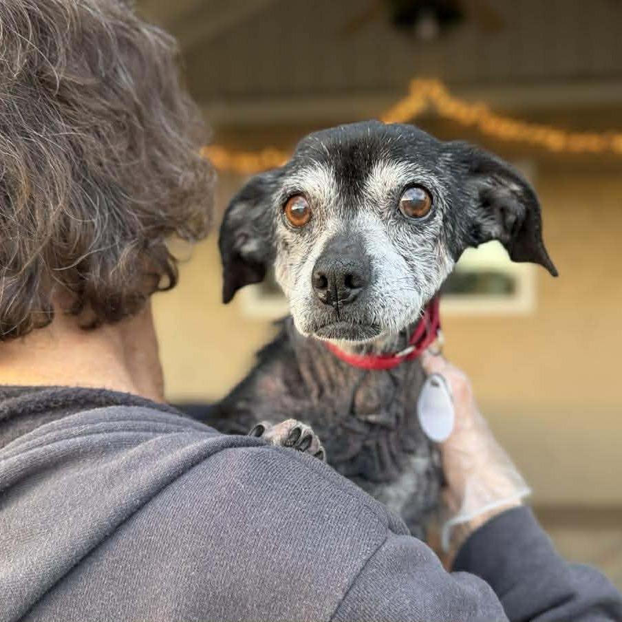 Chickpea — thumbnail 4