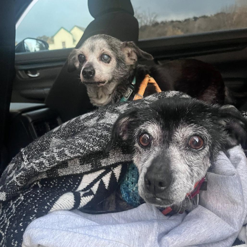 Chickpea — thumbnail 5