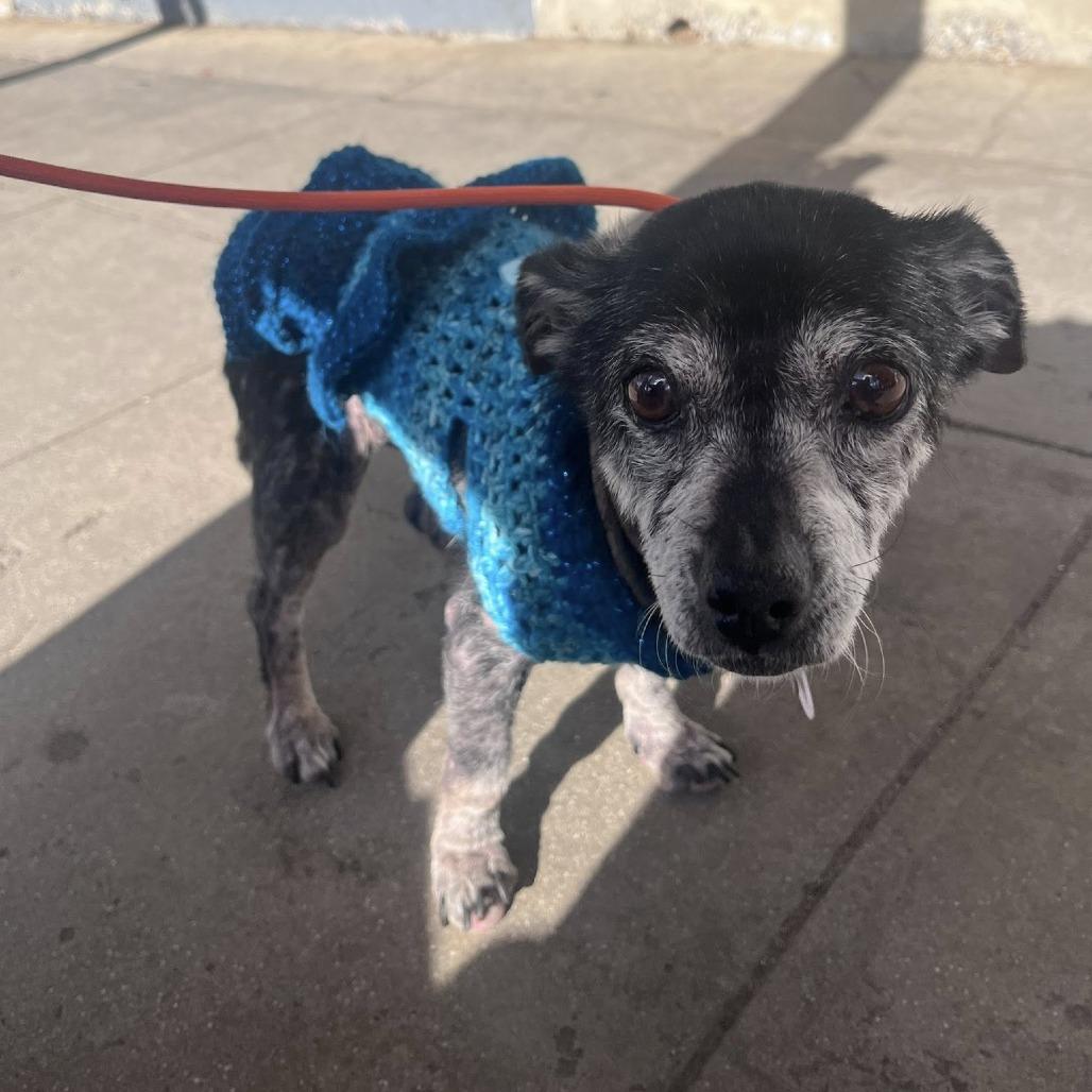 Chickpea — thumbnail 6