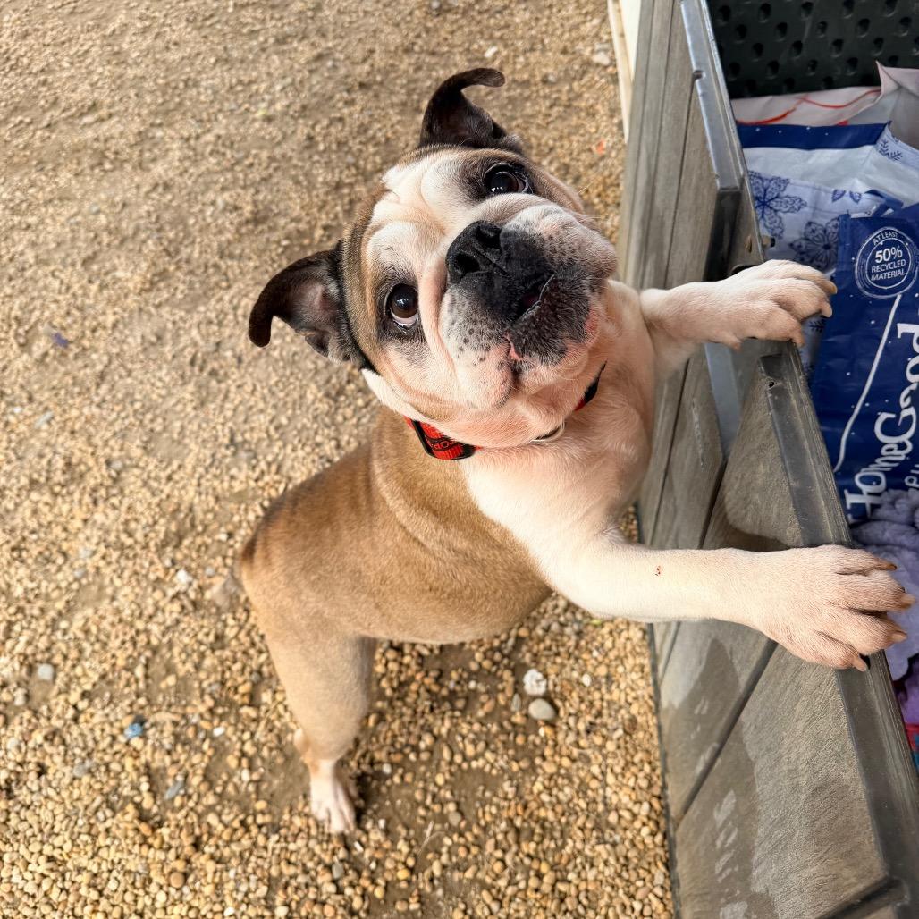 Jaxx — thumbnail 3