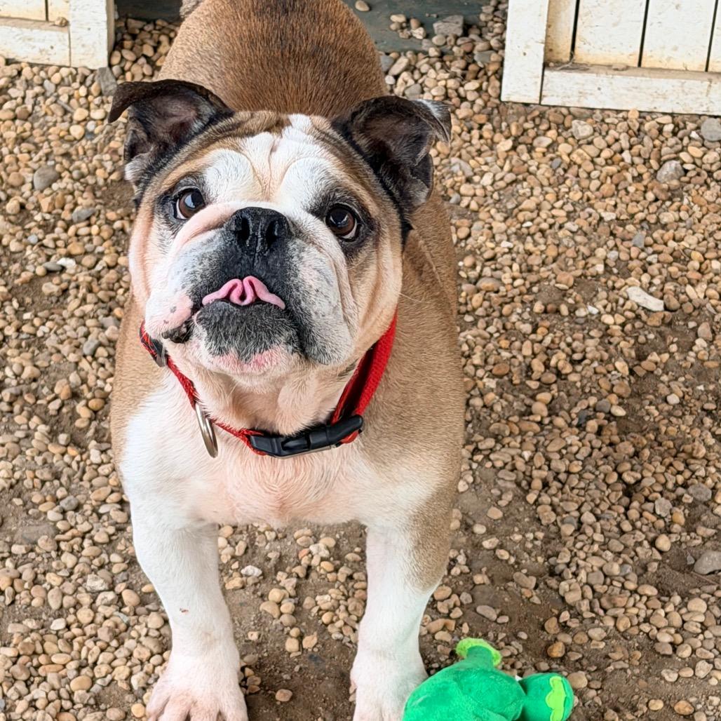 Jaxx — thumbnail 4