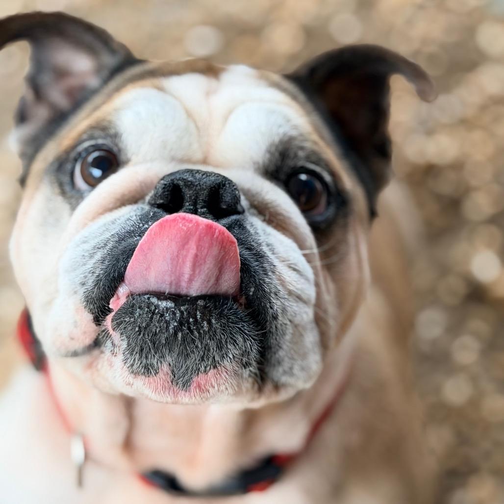 Jaxx — thumbnail 5