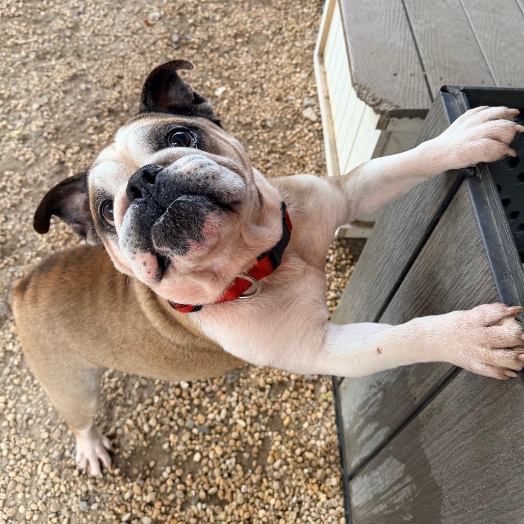 Jaxx — thumbnail 6