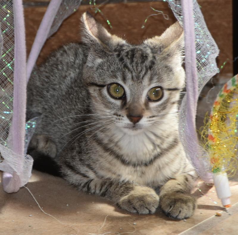 Mikasa (Lisa-Fostered in New England), Baby Female unknown