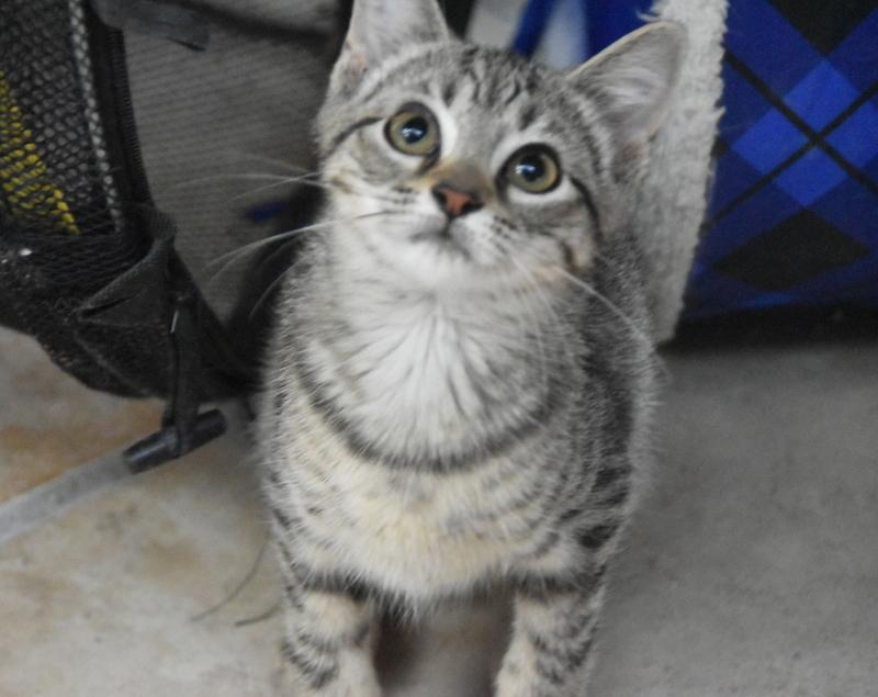 Mikasa (Lisa-Fostered in New England) 4