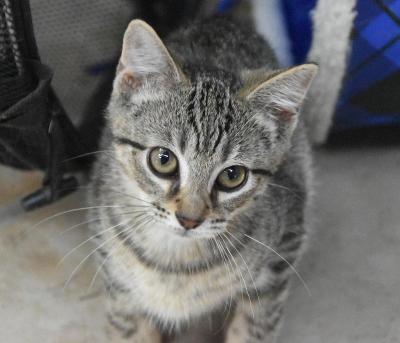 Mikasa (Lisa-Fostered in New England) 6