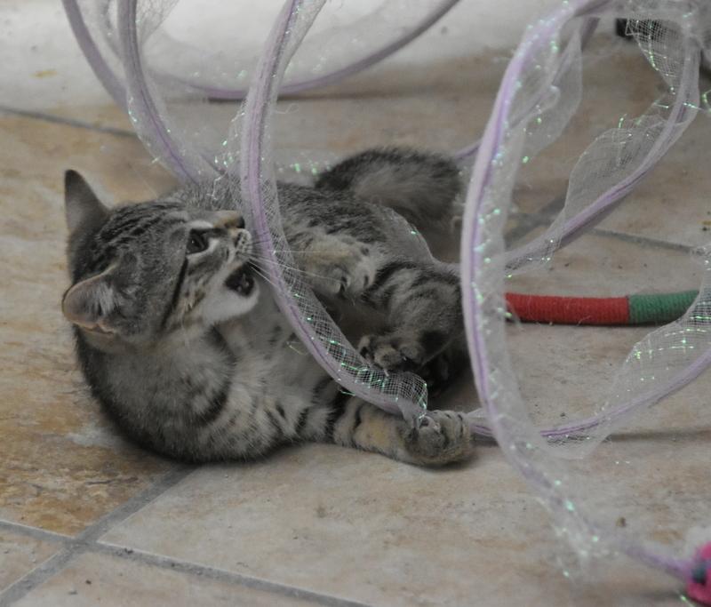 Mikasa (Lisa-Fostered in New England) 2