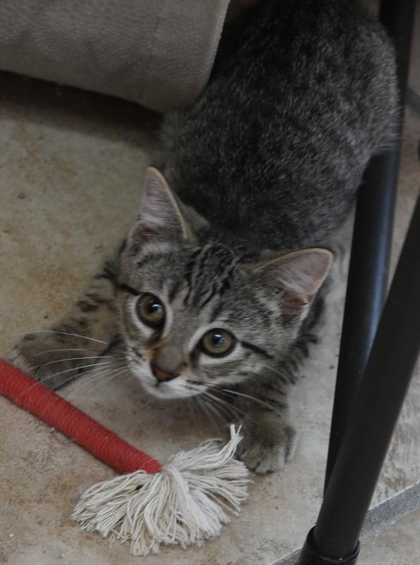 Mikasa (Lisa-Fostered in New England) 5