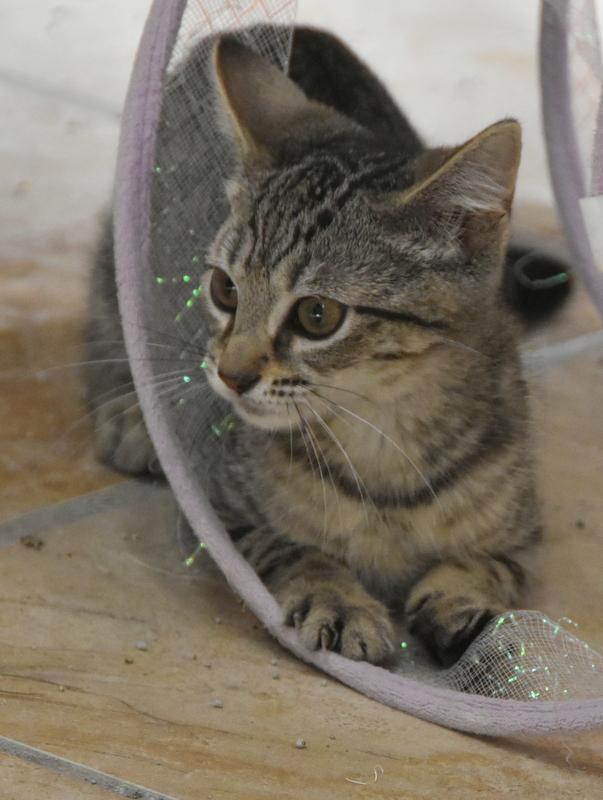 Mikasa (Lisa-Fostered in New England) 3