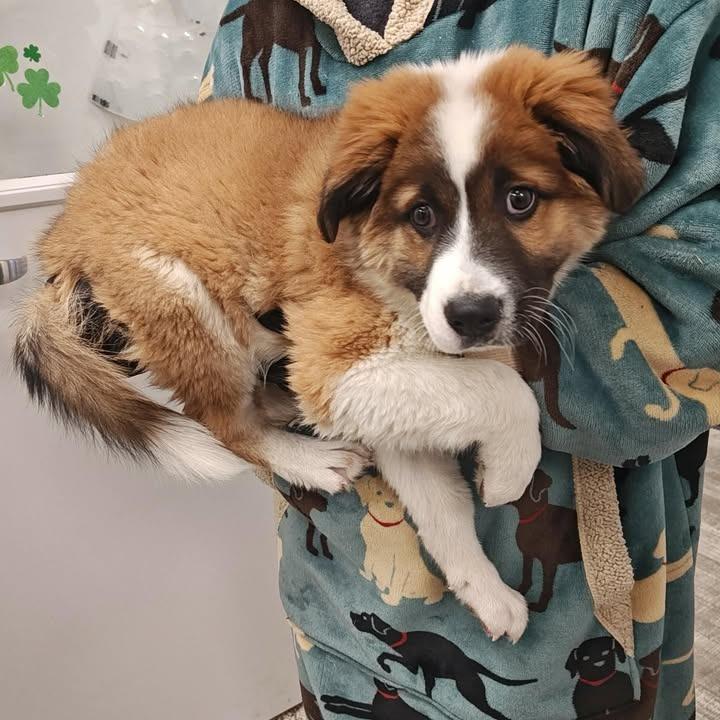 Enlarge Rockwell, a Adopted Saint Bernard in Springdale, AR image 1/1