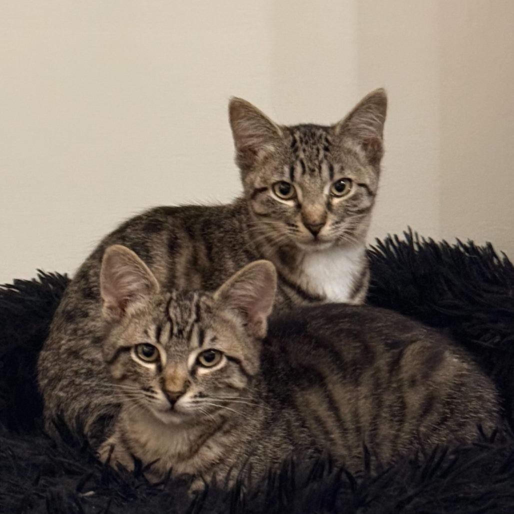 Sadie — thumbnail 2