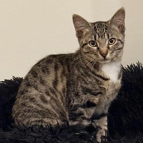 Sadie — thumbnail 3