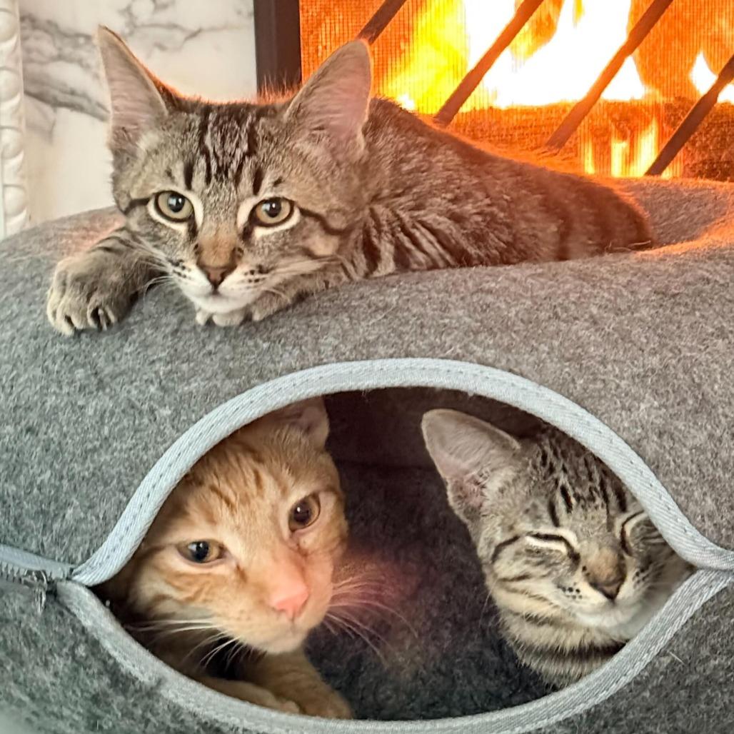 Sadie — thumbnail 4